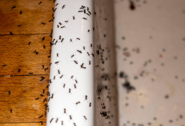Best Bed Bug Extermination  in Cross Plains, TX
