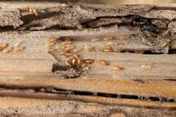 Best Ant Control Services  in Cross Plains, TX