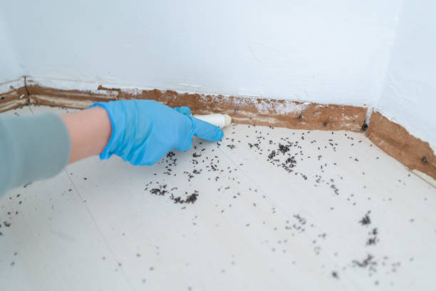 Wasp Removal Services in Cross Plains, TX